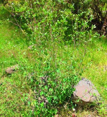 Porophyllum ruderale macrocephalum