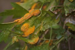 Puccinia lagenophorae