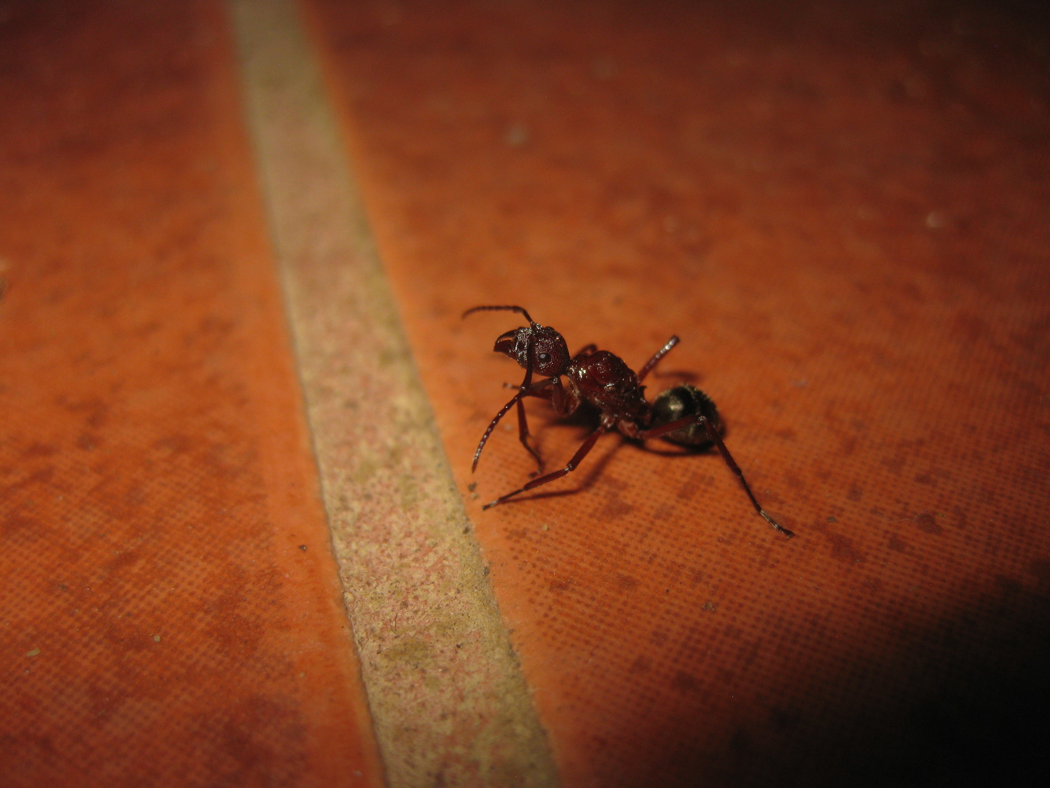 Dolichoderus decollatus