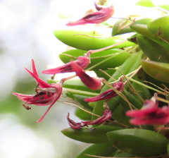 Bulbophyllum macphersonii
