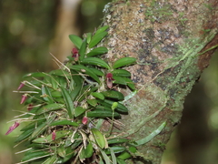 Bulbophyllum macphersonii