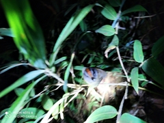 Myiothlypis coronata