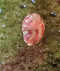 Eulithidium pulloides