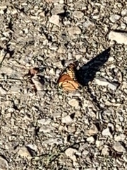 Limenitis archippus watsoni