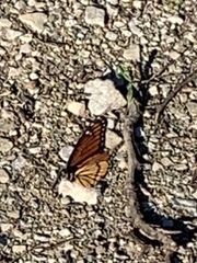 Limenitis archippus watsoni