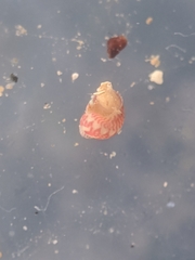 Eulithidium pulloides