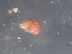 Eulithidium pulloides