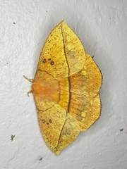 Lonomia columbiana