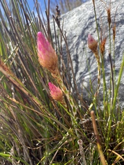 Edmondia