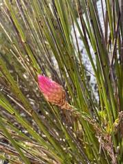 Edmondia