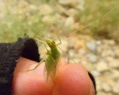 Oecanthus rileyi
