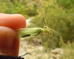 Oecanthus rileyi