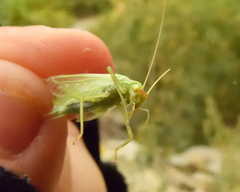 Oecanthus rileyi