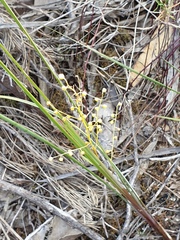 Lomandra gracilis