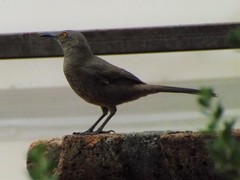 Toxostoma curvirostre