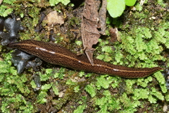 Australopacifica mariae