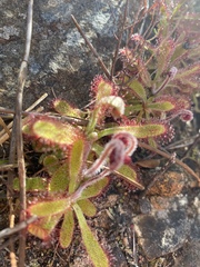 Drosera ericgreenii