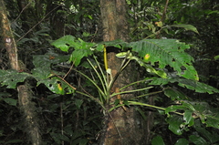 Anthurium panduriforme