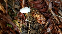 Strobilurus occidentalis