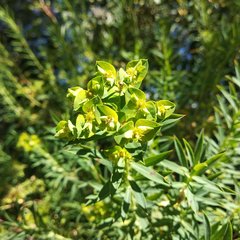 Euphorbia esuliformis