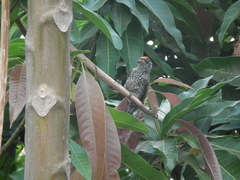 Picumnus albosquamatus