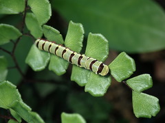 Callopistria guttulalis