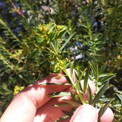 Euphorbia esuliformis