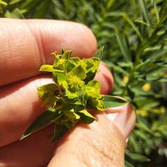 Euphorbia esuliformis