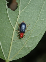 Trichobalya bowringii