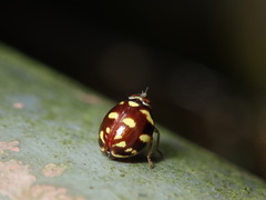 Hemisphaeriina