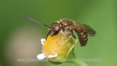 Halictus aerarius