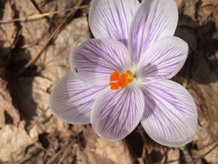 Crocus vernus