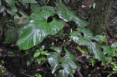 Anthurium ravenii