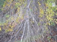 Chloroceryle americana