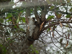 Turdus amaurochalinus