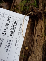 Psathyrella amarescens