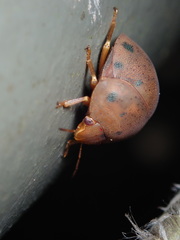 Hyperoncus lateritius