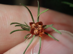 Hibbertia fasciculata