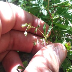 Alchemilla procumbens