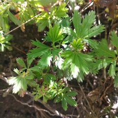 Alchemilla procumbens