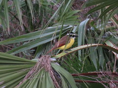 Pitangus sulphuratus