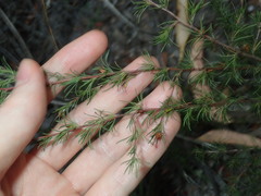 Hibbertia fasciculata