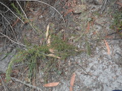 Hibbertia fasciculata