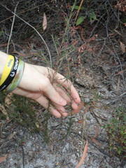 Hibbertia fasciculata