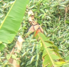 Pericrocotus solaris