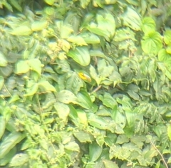 Pericrocotus solaris