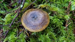 Lactarius olivaceoumbrinus