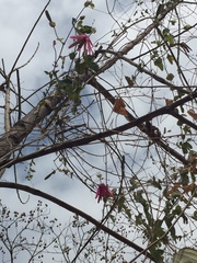 Passiflora reflexiflora