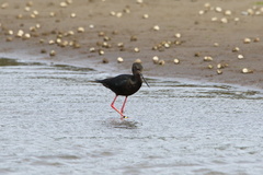 Himantopus novaezelandiae