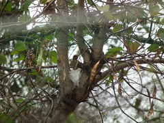 Turdus amaurochalinus